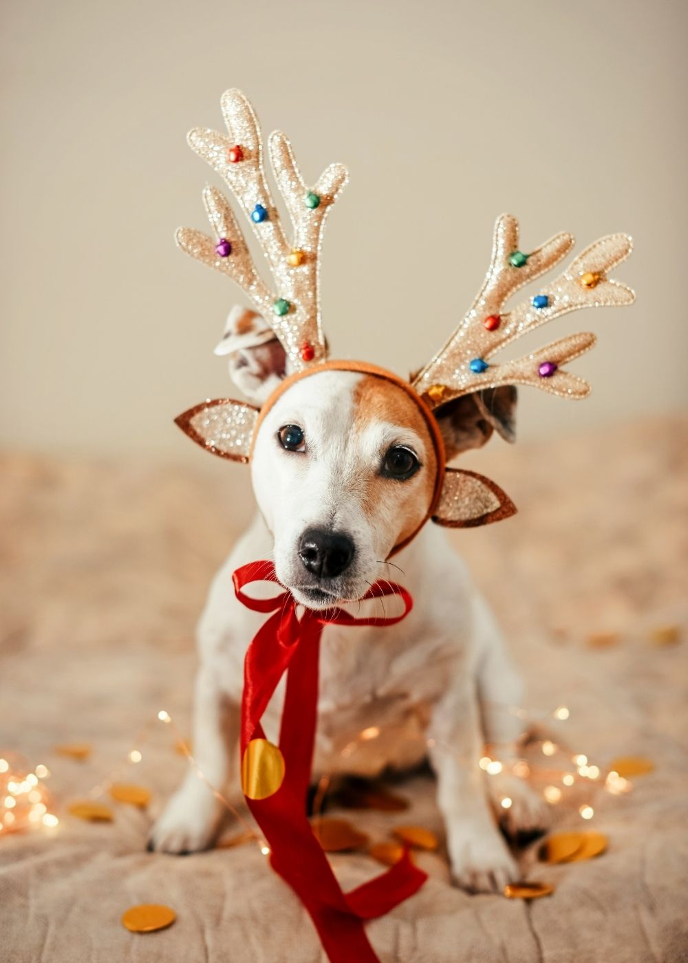 Puppy Christmas Greeting Card by Mrs V – Festive and Adorable