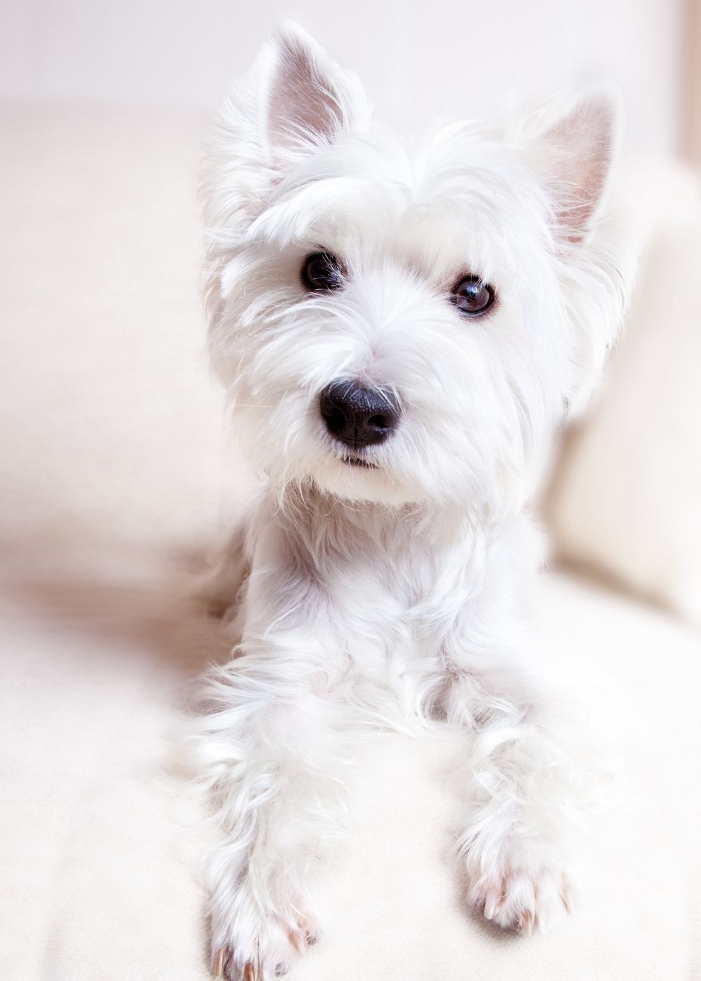 Cute Puppy Greeting Card by Mrs V – Adorable and Sweet