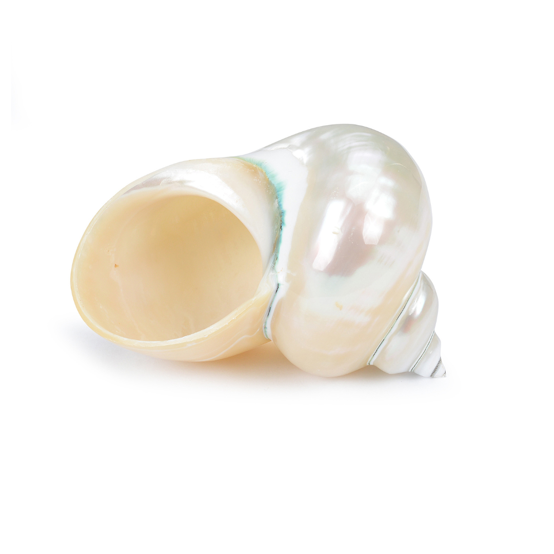 Natural Conch Shell for Positive Energy and Home Decor by Mrs V